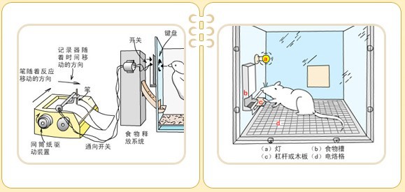 心理实验:斯金纳箱