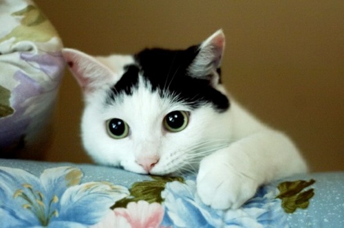 心理学堂:揭秘中世纪的虐猫文化