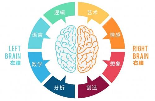 心理学堂:大脑进化的四个阶段